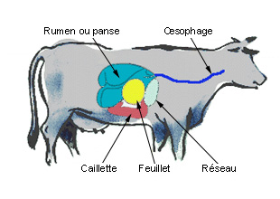 Systèmes d'élevage d'herbivore en France