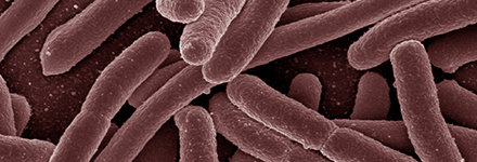 Escherichia coli