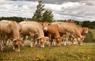 Le cheptel bovin et la production de viande bovine
