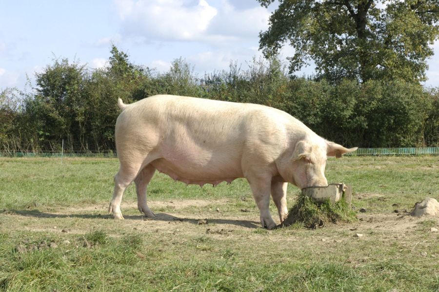 Le porc - Classification, races et critères de qualité