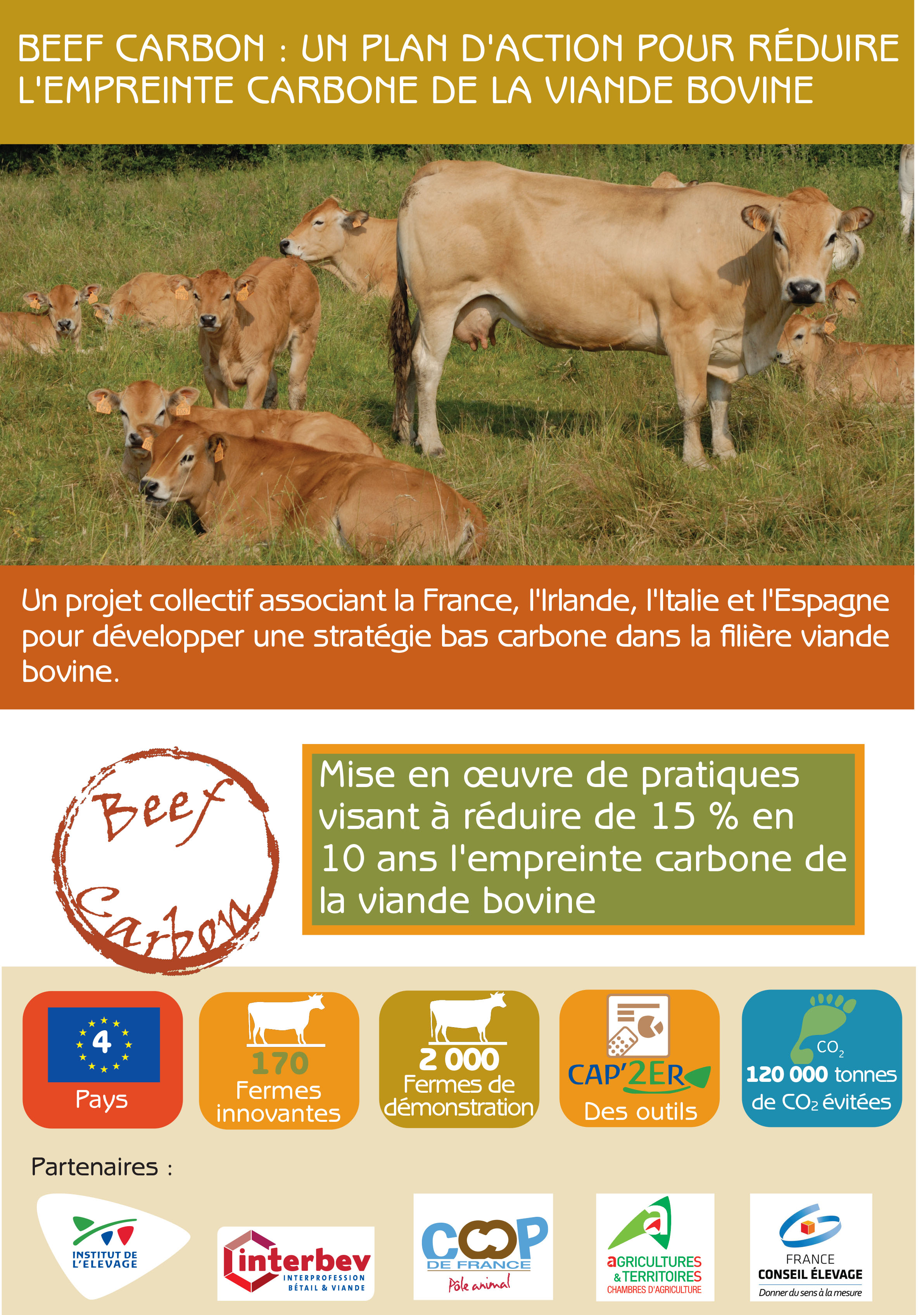 Le bœuf, une solution pour valoriser en France les veaux mâles