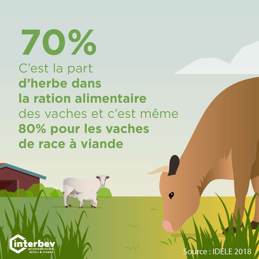 Le bœuf, une solution pour valoriser en France les veaux mâles