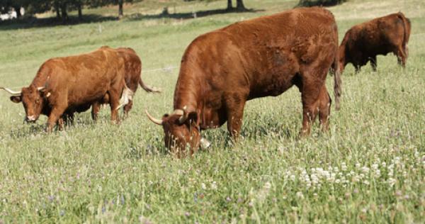 Le Veau - La Famille Des Bovins | Animal & Elevage | La-viande.fr